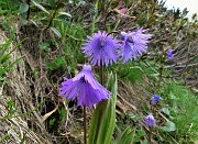 50 Soldanella alpina